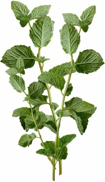 EMI Mint aromapárna 50x70 cm