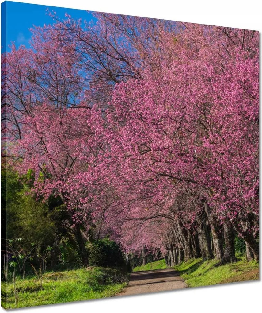 Vászonkép 50x50 Virágzó cseresznye