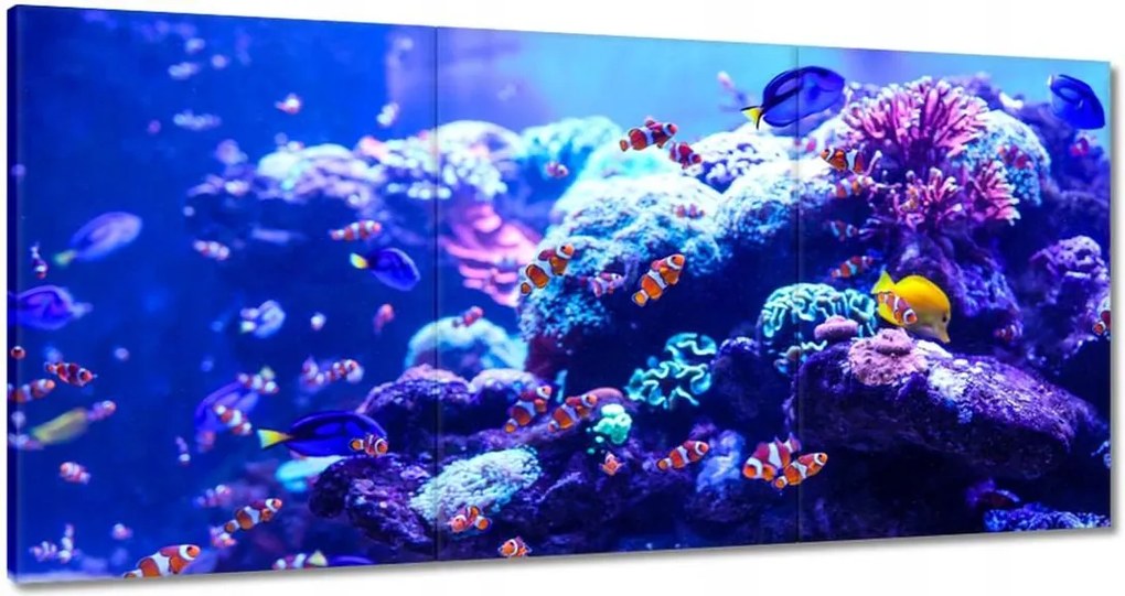 Vászonkép 180x90 A Nemo halak vízi élete