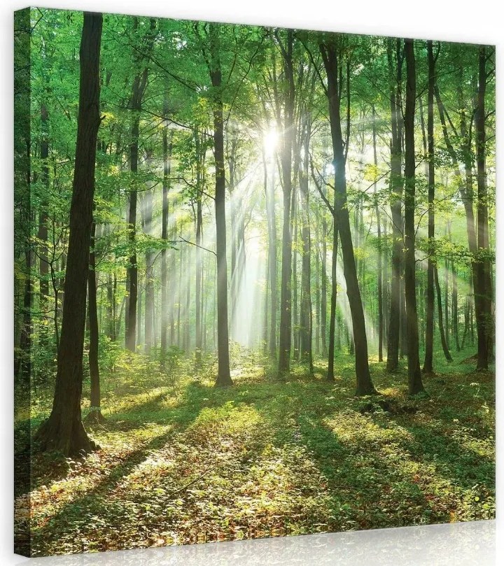 Vászonkép 40x40 Erdei visszhang Napsugarak Sűrűben Természet a házban