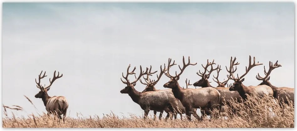Fotótapéta flizelina 211x91 Szarvasok felhője