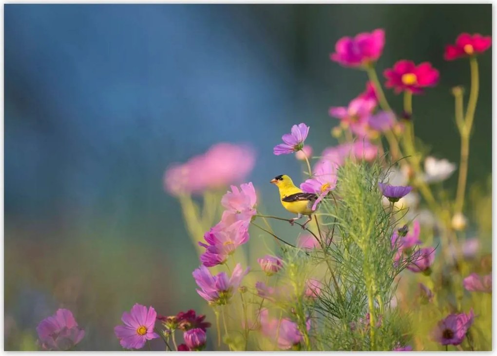 Poszterek 70x50 Madarak