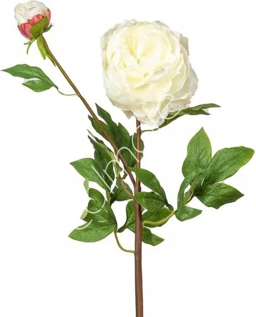 Dekoratív virág, fehér bazsarózsa, 100 cm, Colmore