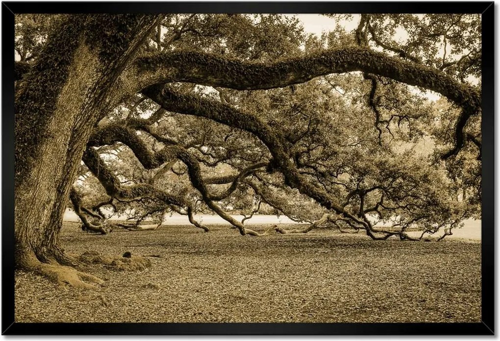 Poszterek keretben 60x40 Erőteljes tölgy