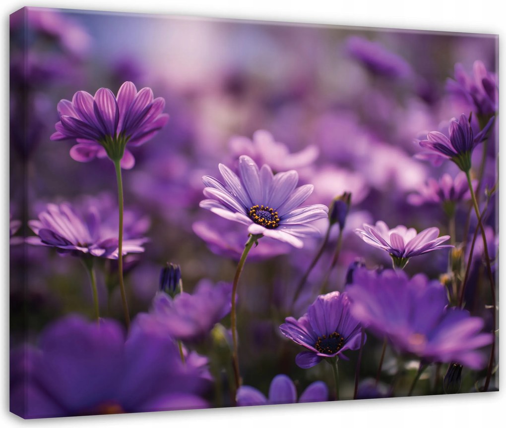 Vászonkép Mezei Virágok Rét Lila A Nappali Hálószobájába Vászonkép 100x70