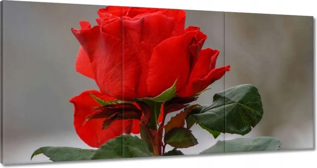 Vászonkép 120x60 Rózsa Virág Virágok Rózsa