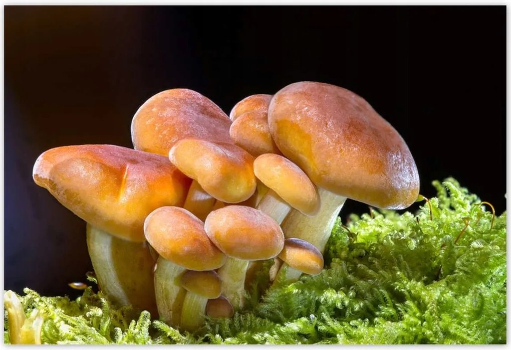 Poszterek 155x105 Gombák az erdőben Közelkép