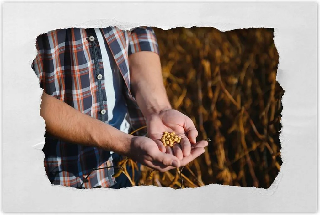 Poszterek 120x80 Egy marék mustármag