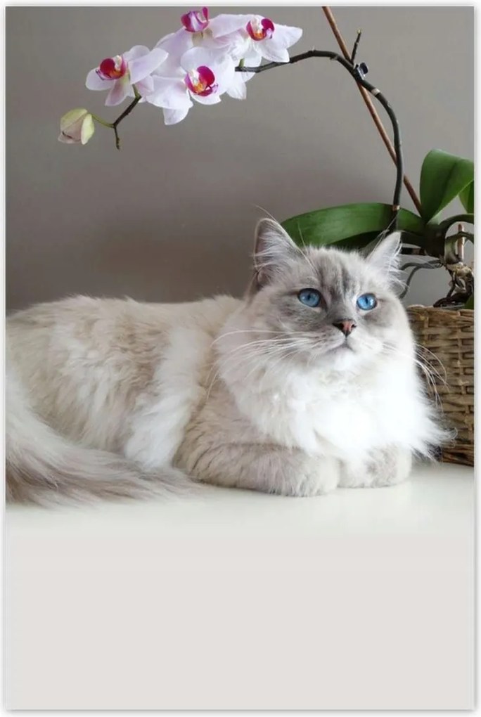 Poszterek 60x90 Ragdoll macska