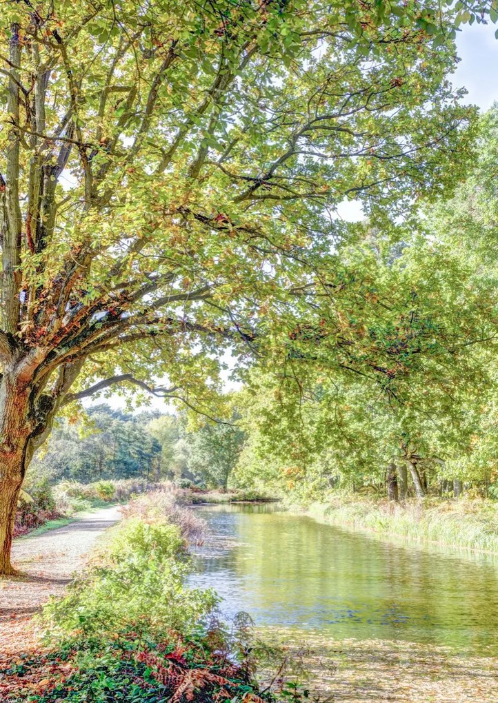 Poszter 29,7x42cm Ösvény a csatorna felett az erdőben, Assaf Frank