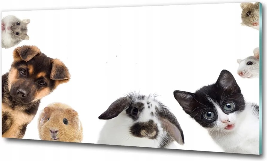 Fotó-üvegkép Háziállatok 125x50