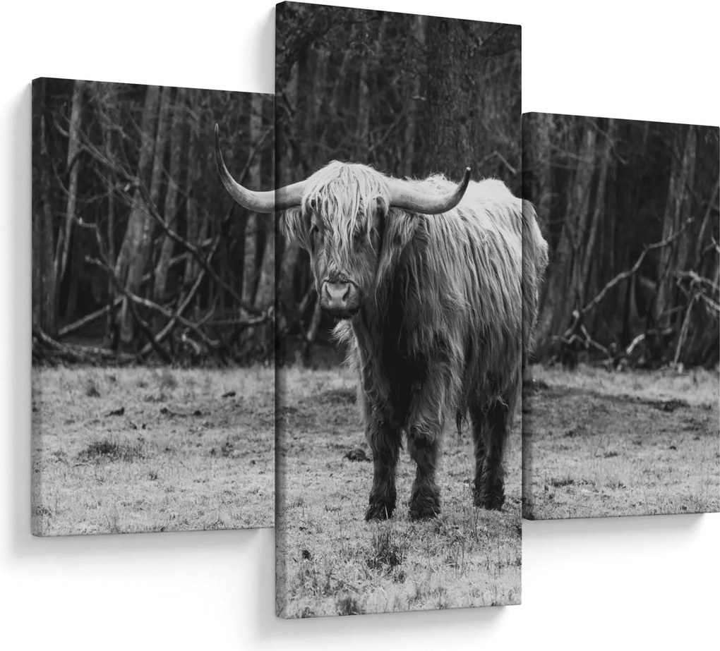 Kép - Skót tehén 3, fekete-fehér (90x60 cm)