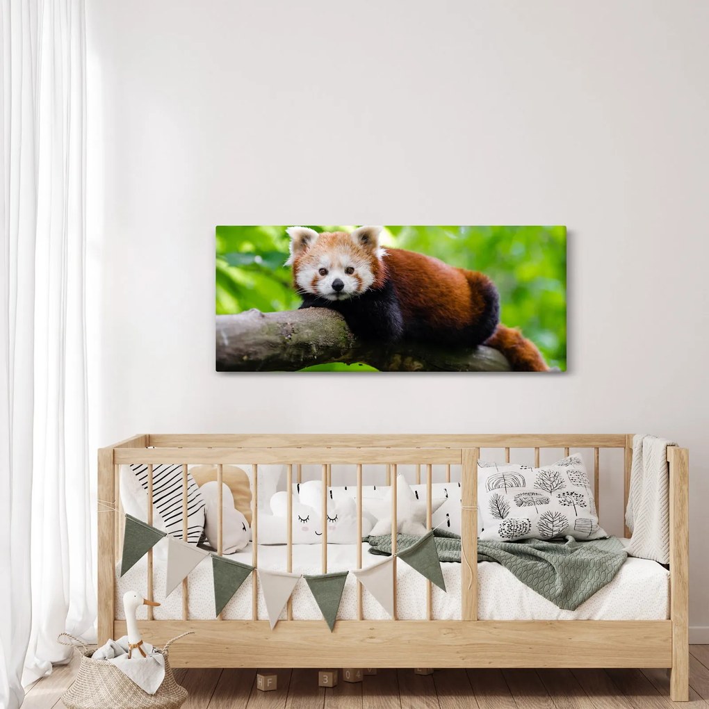 A vörös panda képe (120x50 cm)