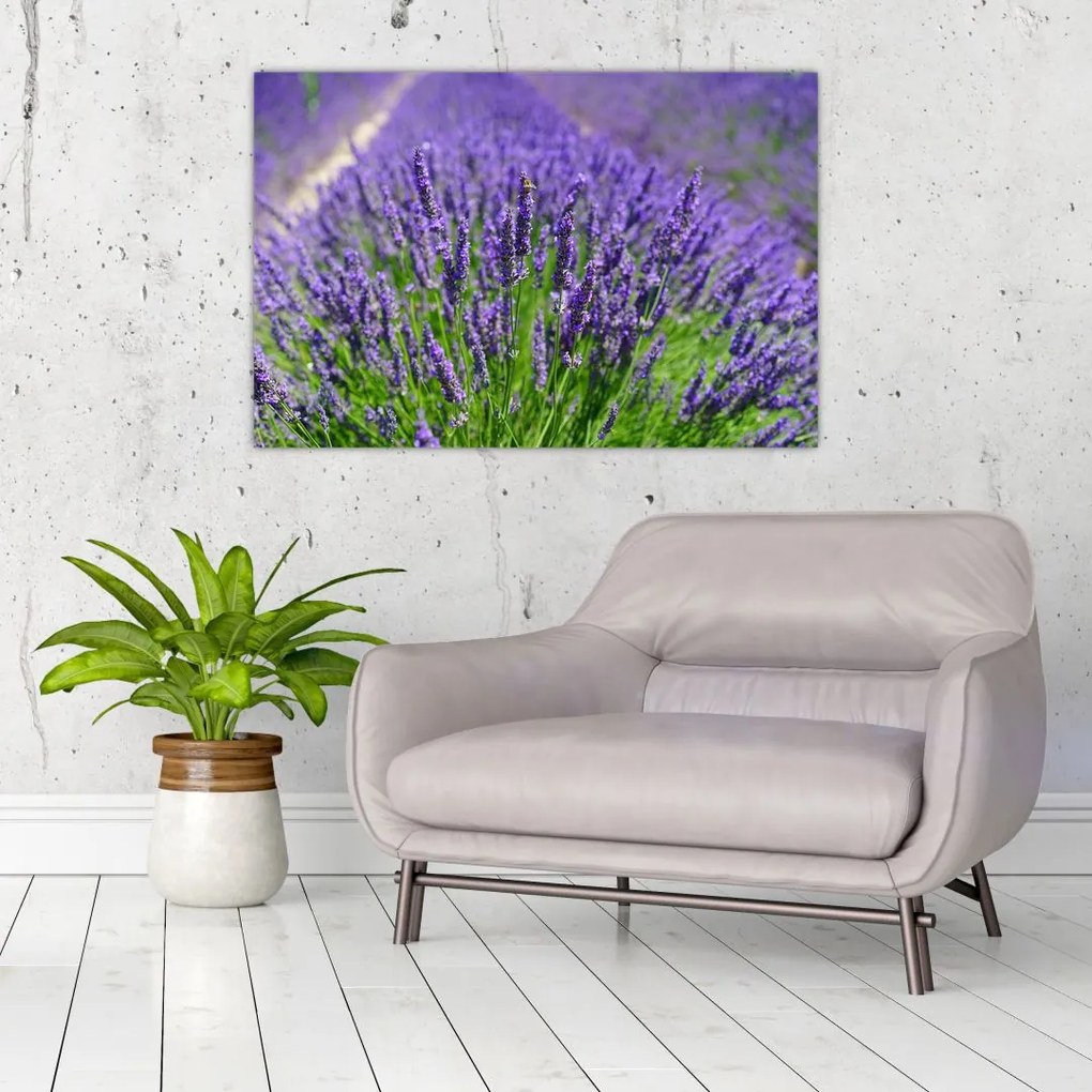 Kép - levandula (90x60 cm)