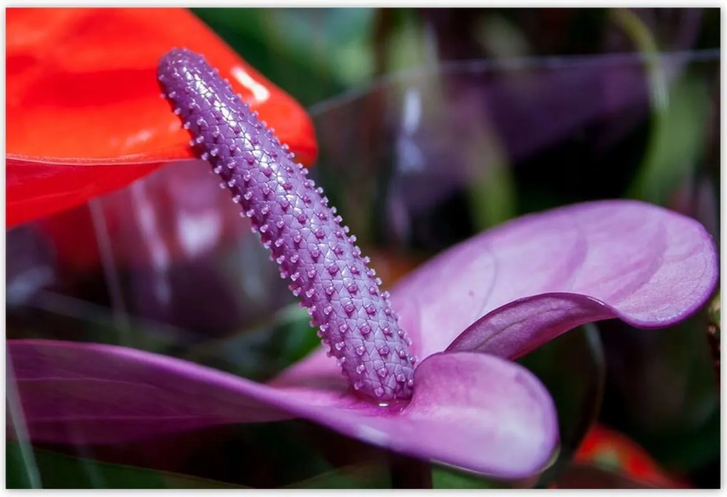 Poszterek 155x105 Lila antúrium