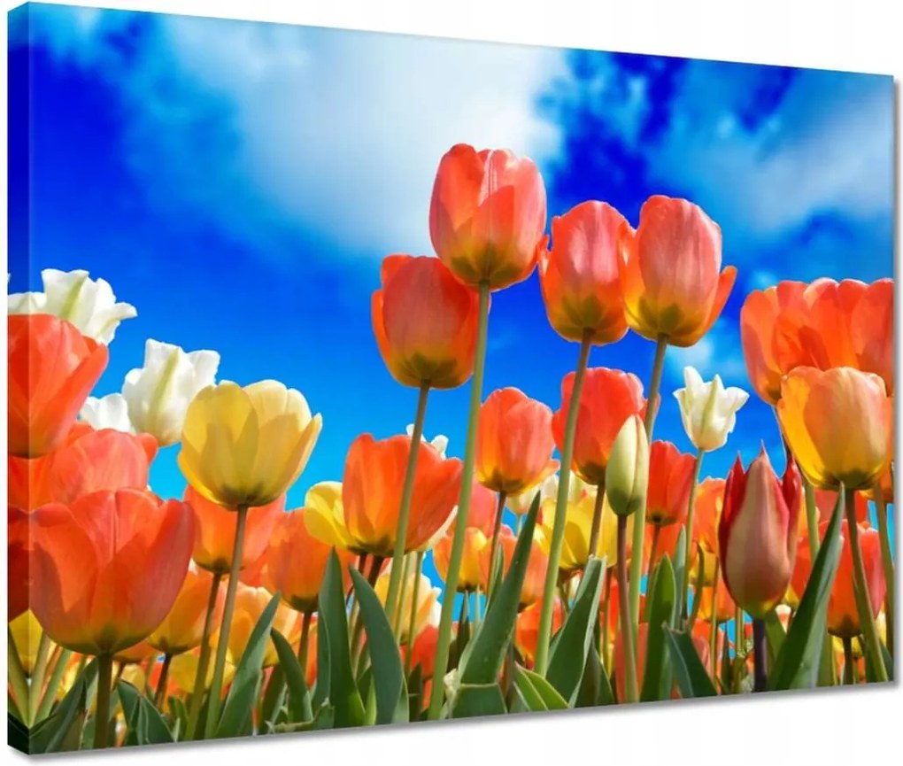 Vászonkép 40x30 Színes tulipánok