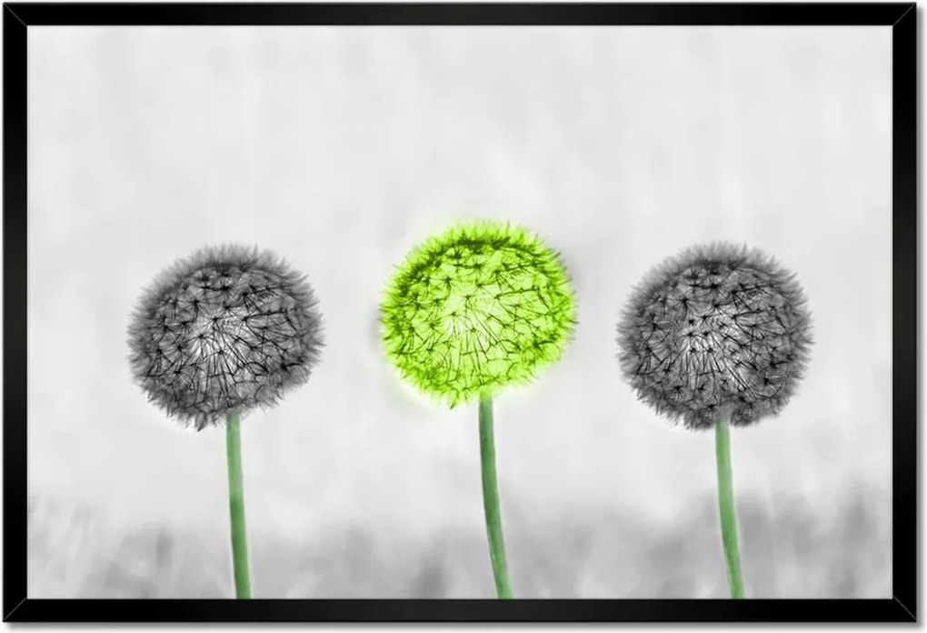 Poszterek keretben 60x40 Pitypangok