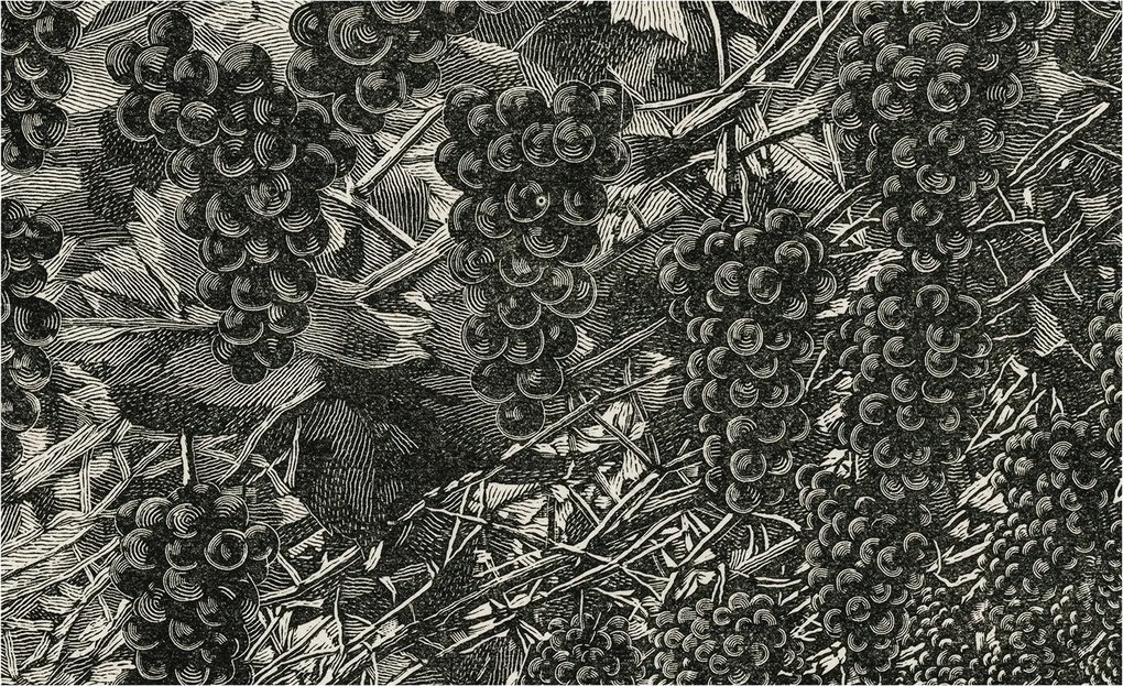 Tapéta Flizelin Falfestmény Prémium Szőlő nyomtatás 416x254 Ragasztó