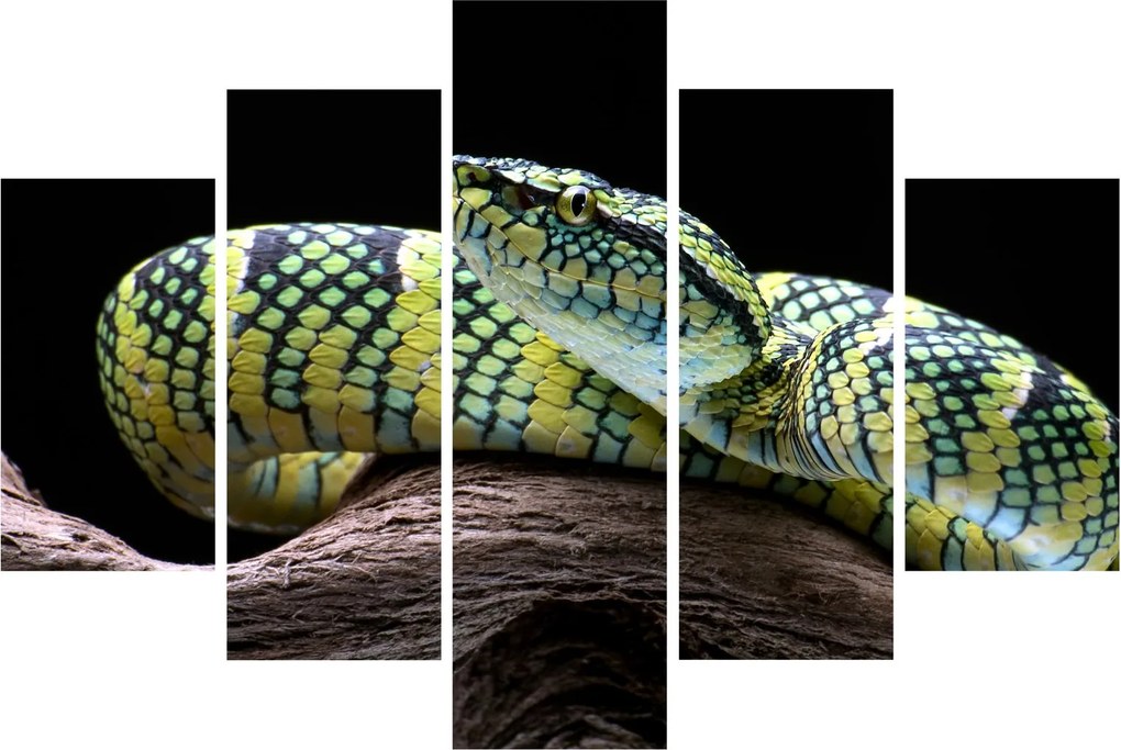 Kép - Wagler csörgőkígyó (150x105 cm)