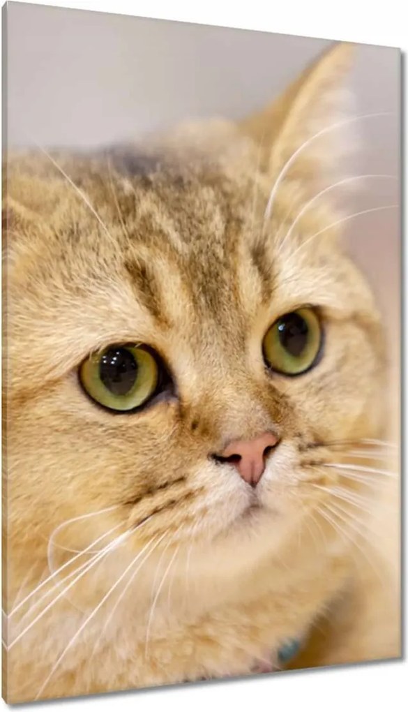 Vászonkép 80x120 Cica Cicák