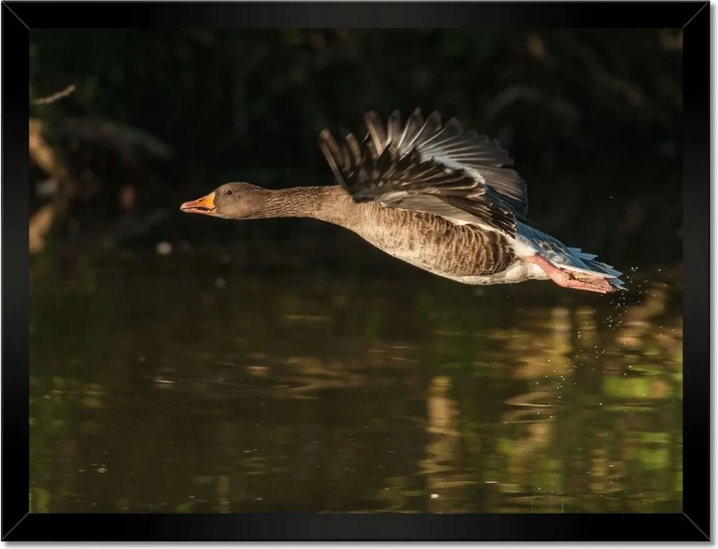 Poszterek keretben 40x30 Kacsa repülés közben