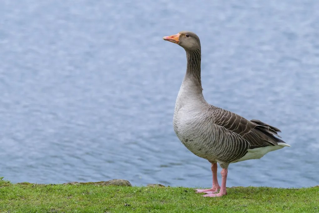Poszter 60x40cm Liba a víz felett, Assaf Frank