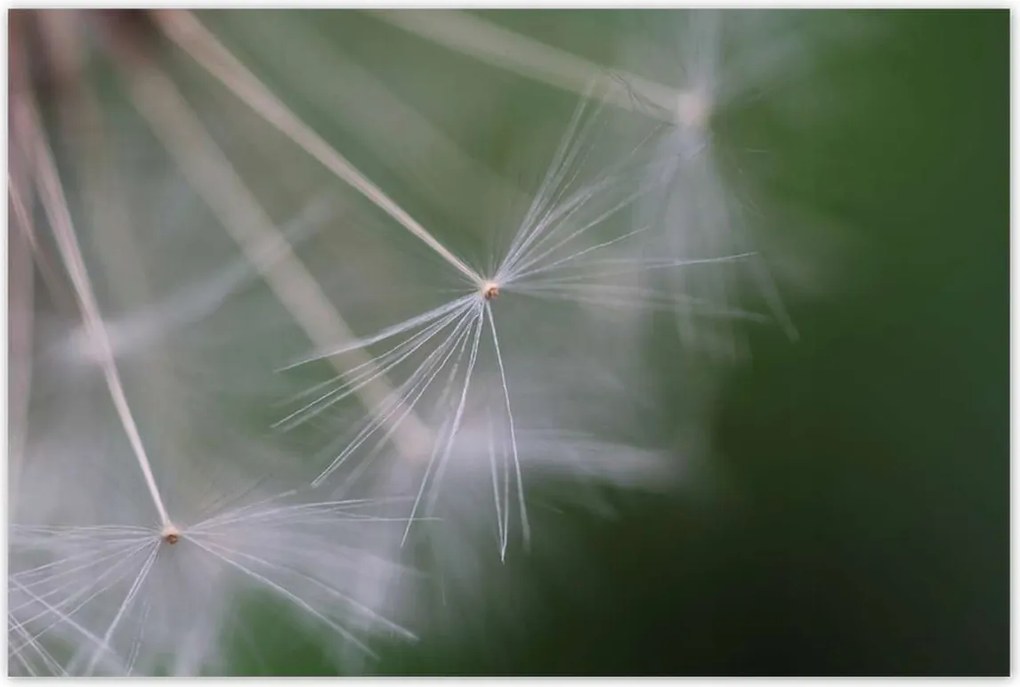 Poszterek 120x80 Pitypang Virág Virágok