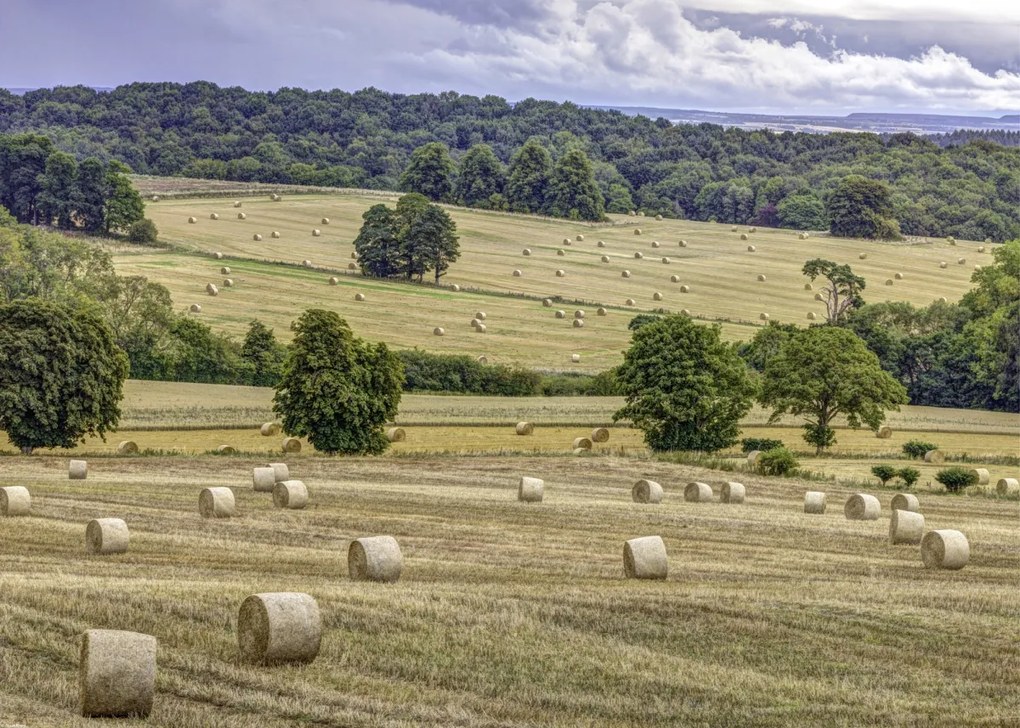 Poszter 70x50cm Szénakazalok a mezőkön, Assaf Frank