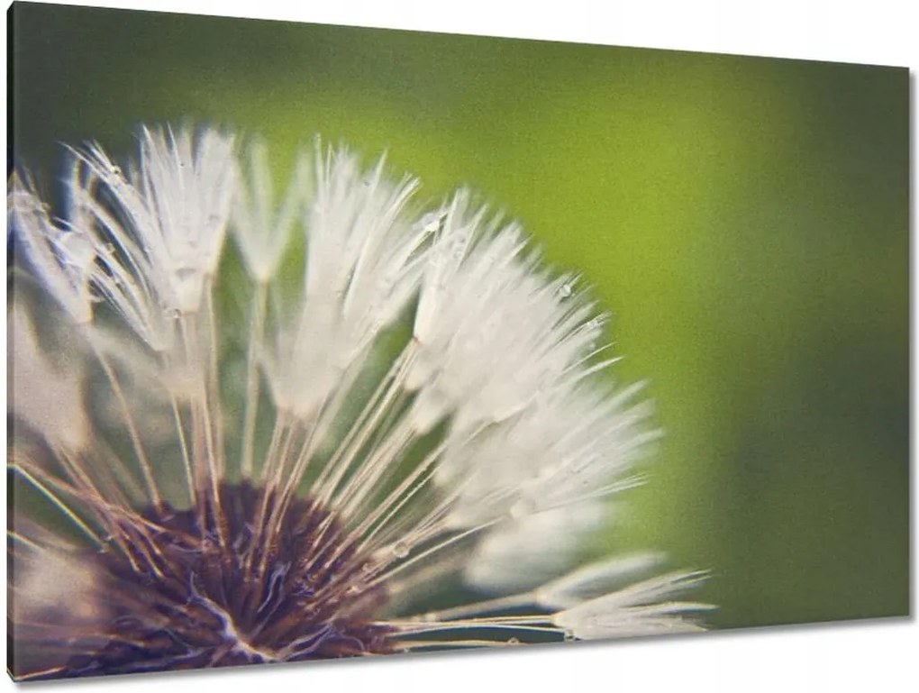 Vászonkép 120x80 Pitypang Virág Virágok