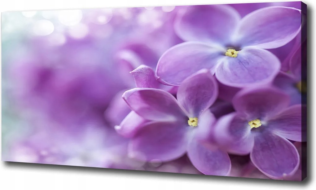 Canvas falikép Lila virágok 120x60 cm