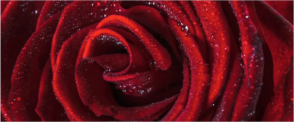 Kép - Vörös rózsa harmatcseppekkel (120x50 cm)