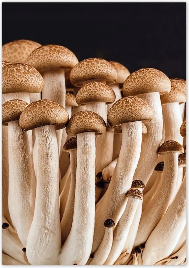 Poszterek 70x100 Gomba az erdőben Közelkép