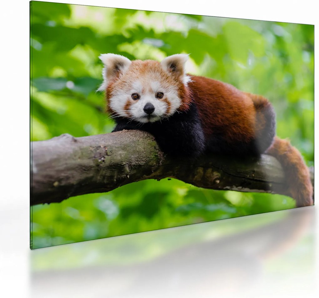 A vörös panda képe (üvegen) (70x50 cm)