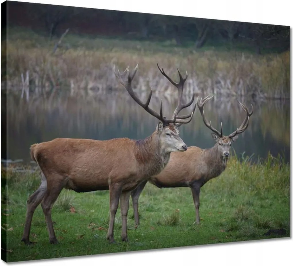 Vászonkép 50x40 Szarvasok a természetben Rét