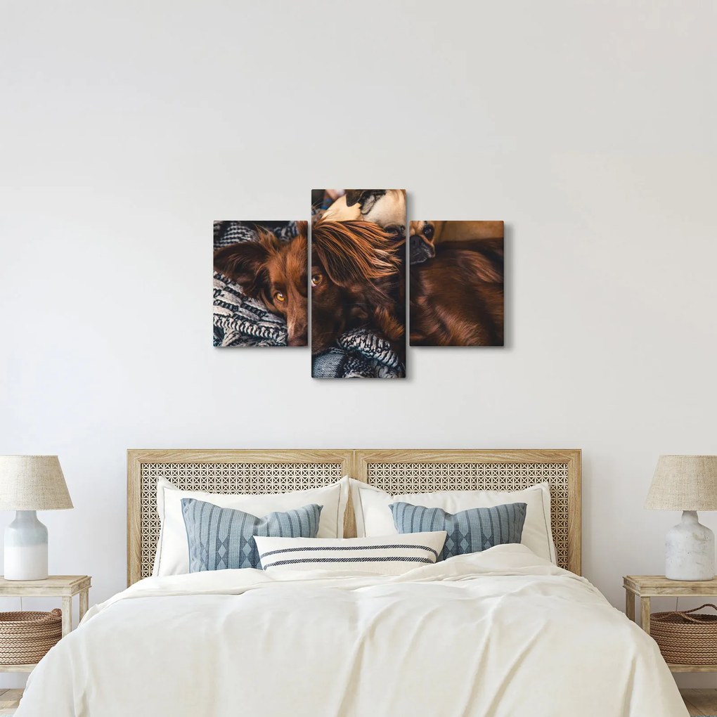 Egy kép fekvő kutyákról (90x60 cm)