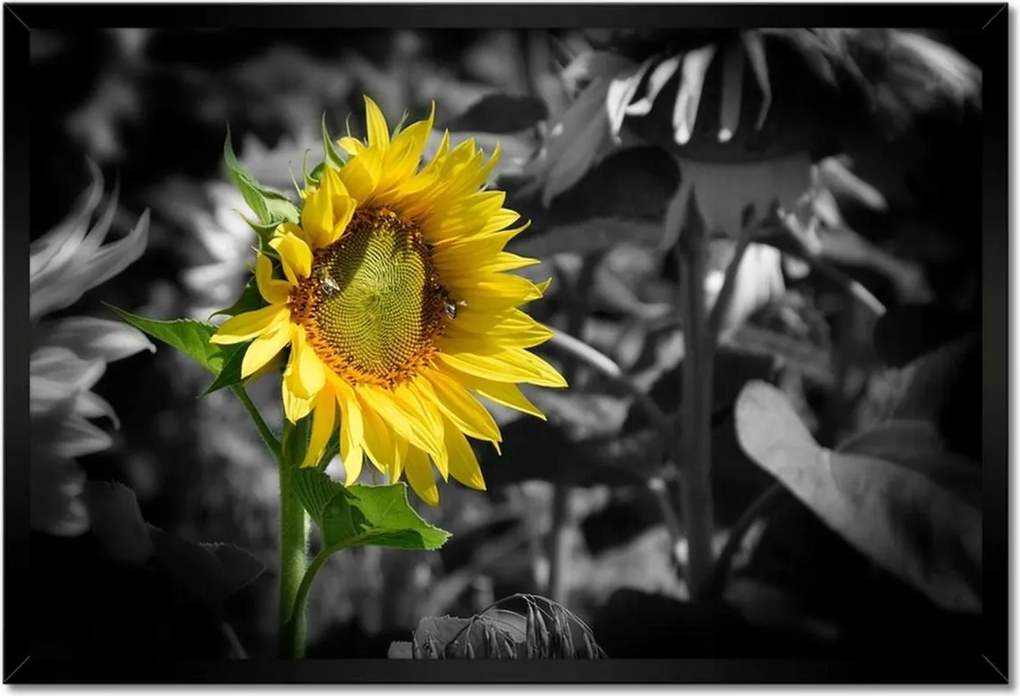 Poszterek keretben 60x40 Napraforgó