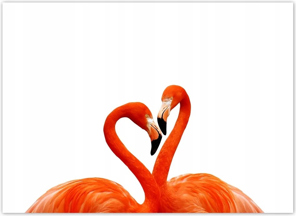 Fotótapéta flizelina 254x184 Egy pár flamingó