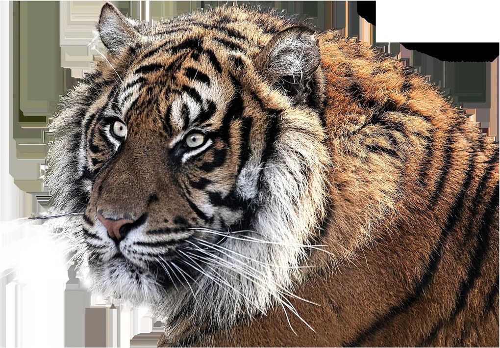 Tigris képe (üvegen) (70x50 cm)