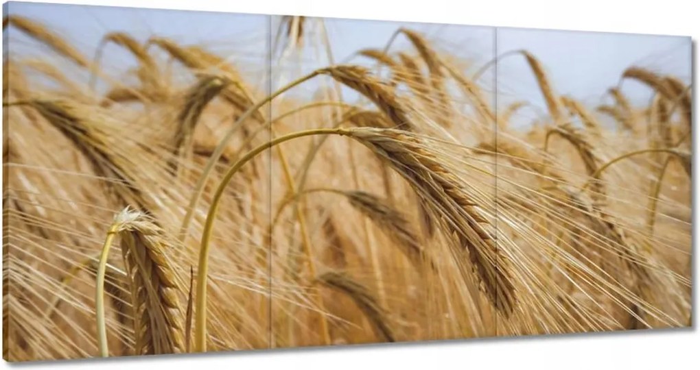 Vászonkép 180x90 Kalászok gabonával Gabonafélék