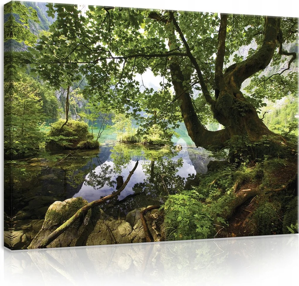 Vászonkép 80x60 Természet erdő tó tükröződés zöld nyugalom harmónia tájkép