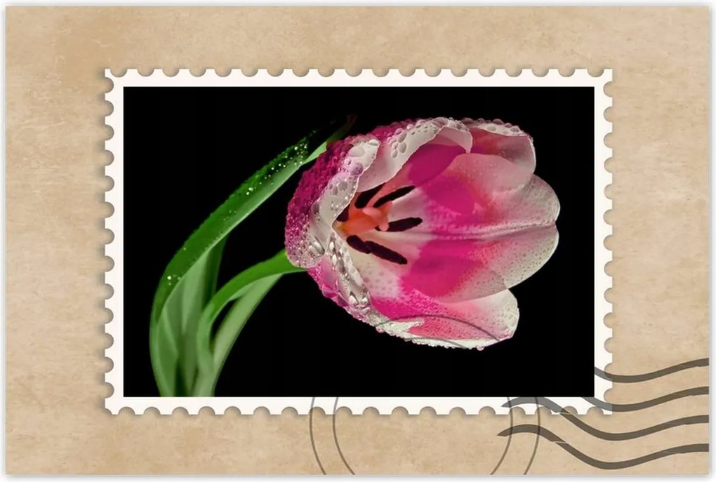 Poszter 60x40 Rózsaszín tulipán
