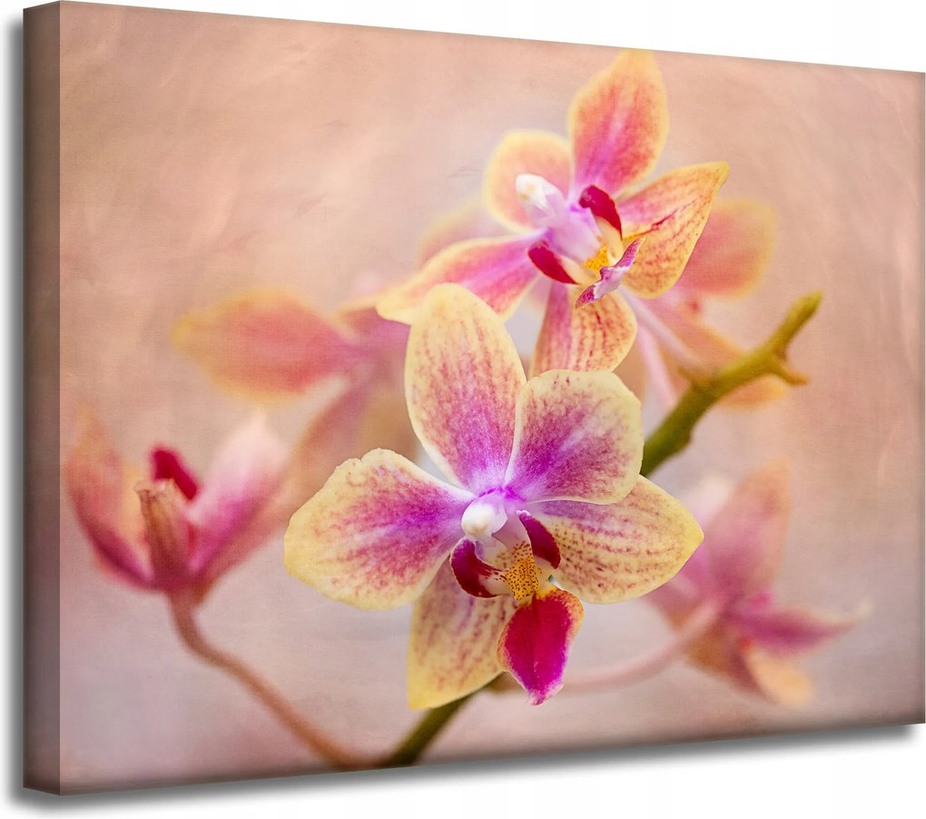 Botanika Orchidea orchidea vászonkép 40x30