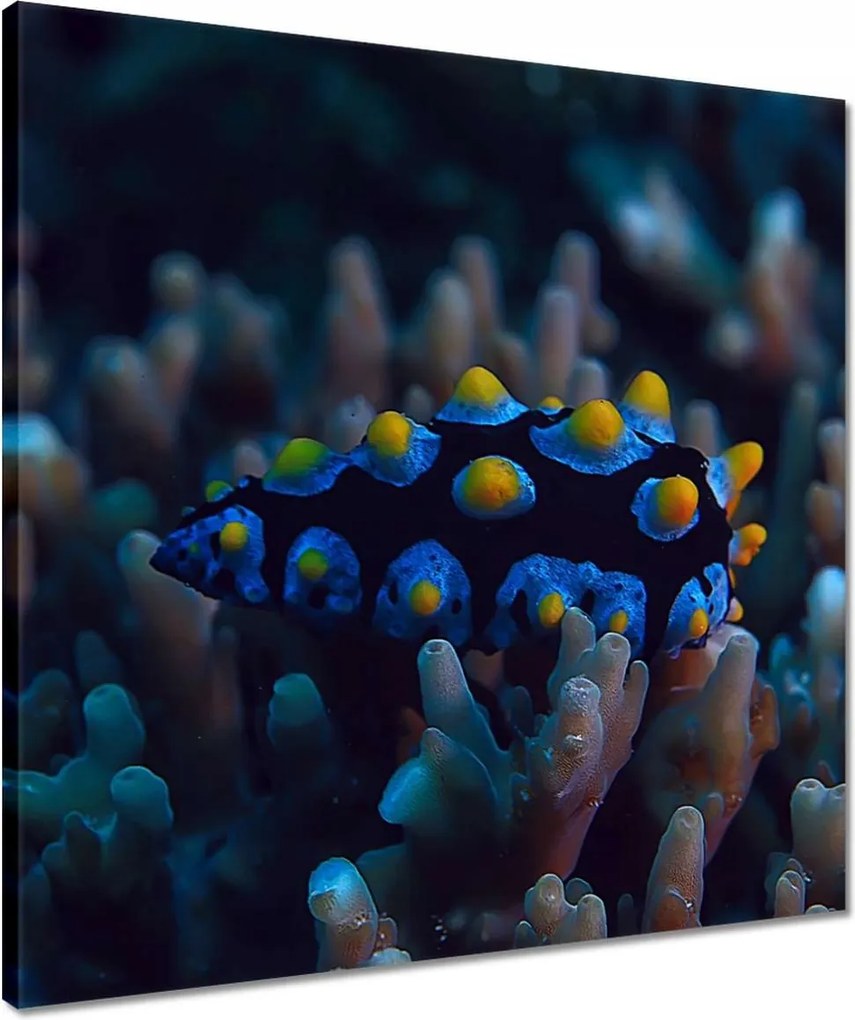 Vászonkép 50x50 Korallzátony hal