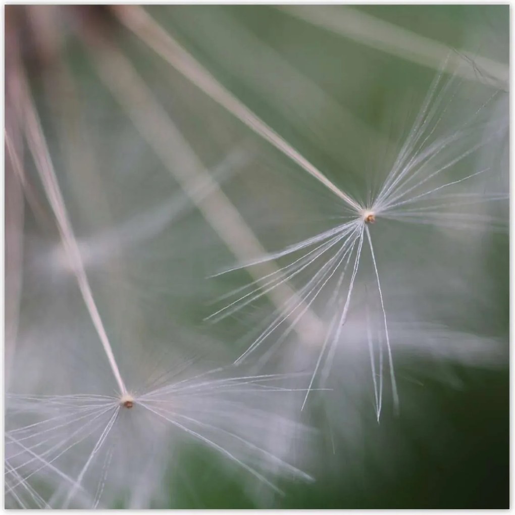 Poszterek 100x100 Pitypang Virág Virágok