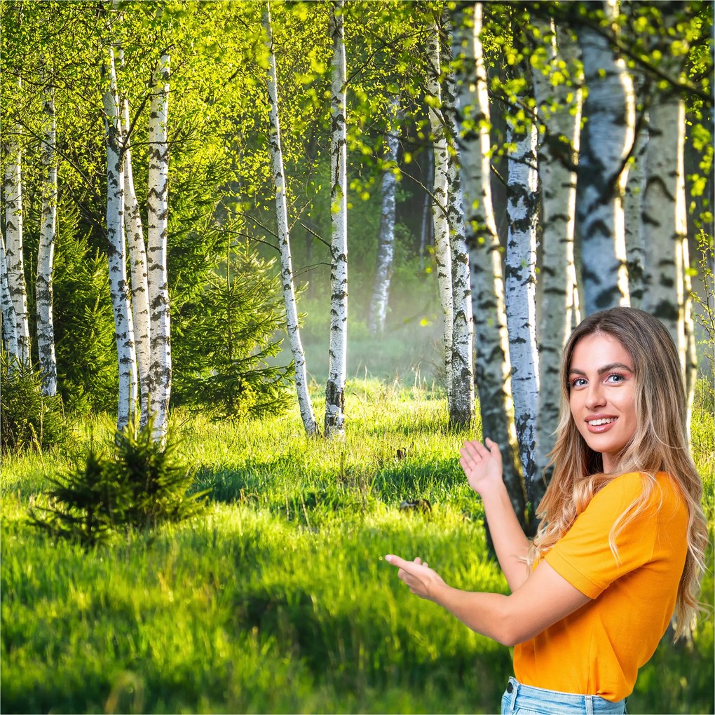 3D fotótapéta Nappali Hálószoba Nyírfa erdő fák 490x280 BLD04F