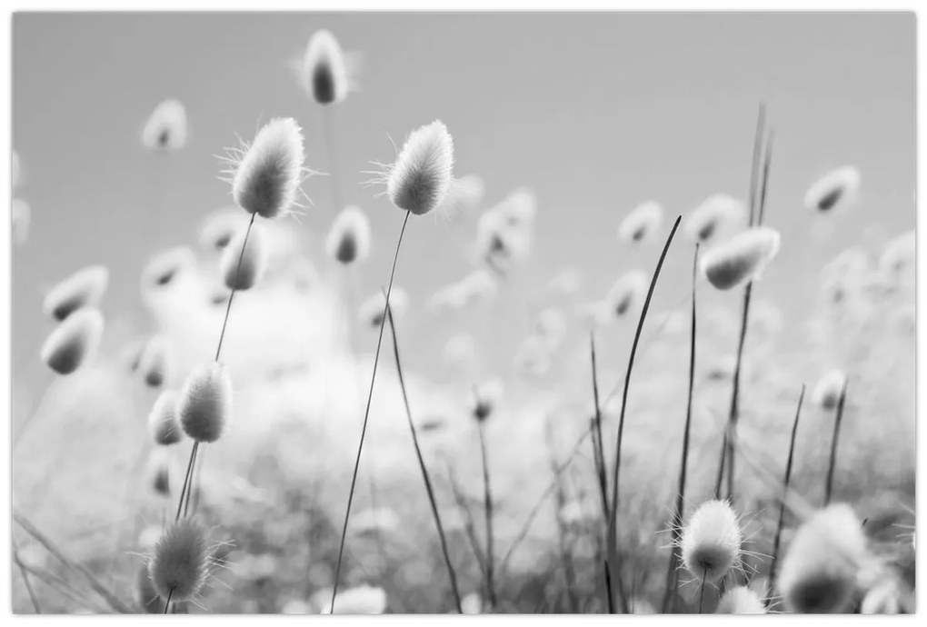 Kép - Boho nyuszi farok fű (90x60 cm)