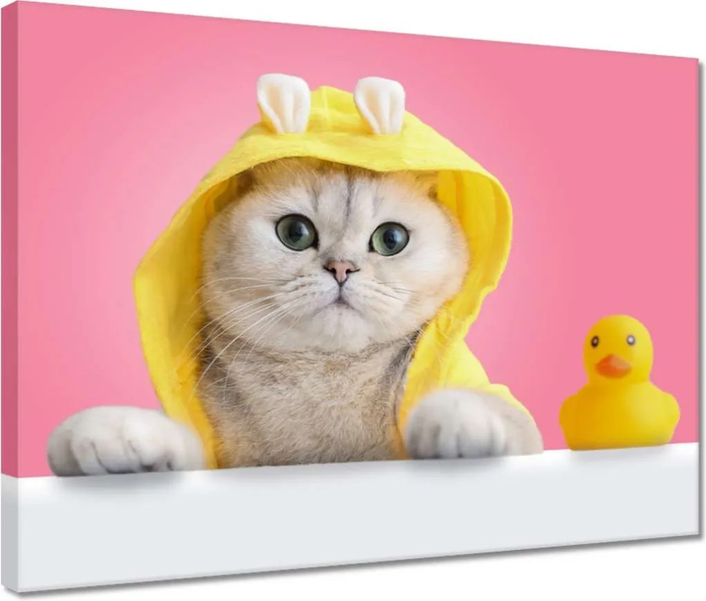 Vászonkép 40x30 Kedves cica Vicces macska