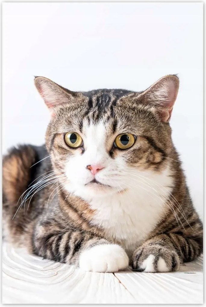 Poszterek 60x90 Cica Cicák Macskák