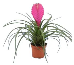 IBH SZAKÁLLBROMÉLIA CS:9CM TILLANDSIA CYANEA ANITA
