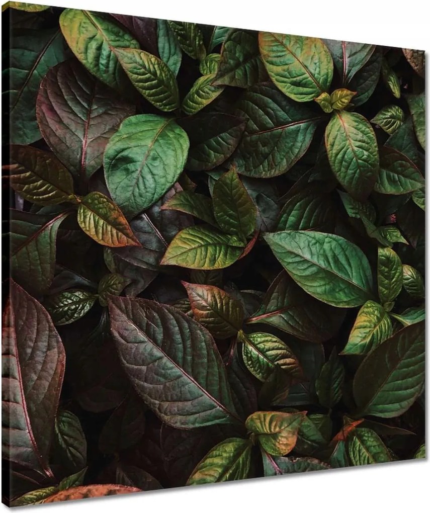 Vászonkép 50x50 Trópusi levelek Levelek